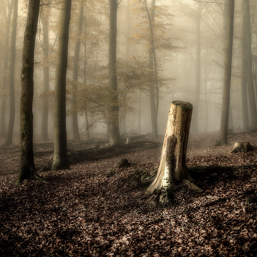 Baum-11133861-als-Smartobjekt-1-Kopie-Nachgearbeitet.jpg