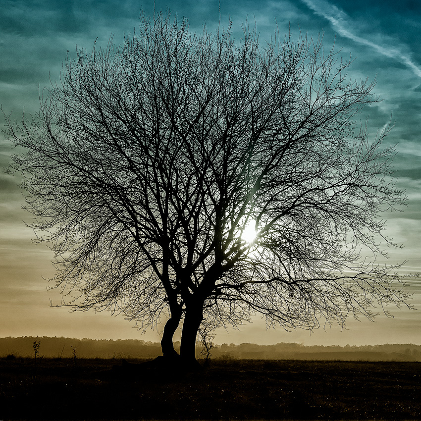 Baum-SAM_1209-1-Kopie.jpg