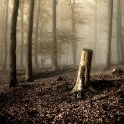Baum-11133861-als-Smartobjekt-1-Kopie-Nachgearbeitet
