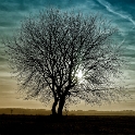 Baum-SAM_1209-1-Kopie
