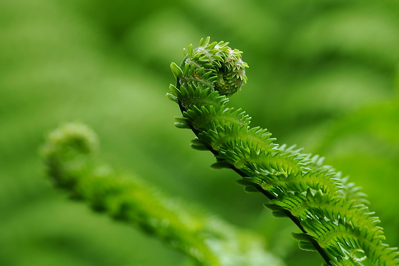 08.06.2010Blatt-Blume-D33_5809.jpg