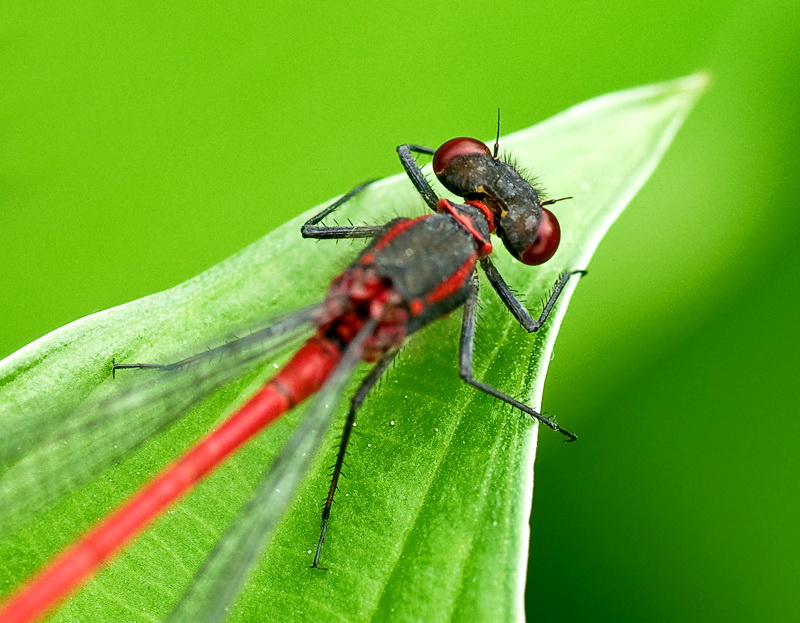 08.06.2010Tiere-Libelle-D35_4070-als-Smart-Objekt-1.jpg