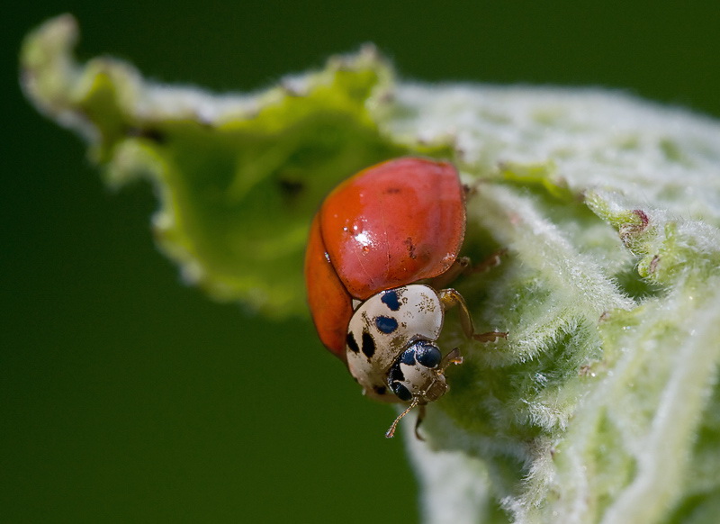 makro-D35_4421-als-Smart-Objekt-1.jpg - Aufgenommen im botanischen Garten Wuppertal.