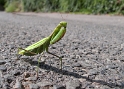 08.06.2010Tiere-Pfalz-2-2010_18-als-Smart-Objekt-1