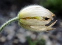 111Blume-A2-PICT0385-(7)