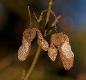 Blatt-16X_5291-1-Kopie