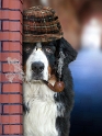 25.03.2011Anton-Montage-detektiv