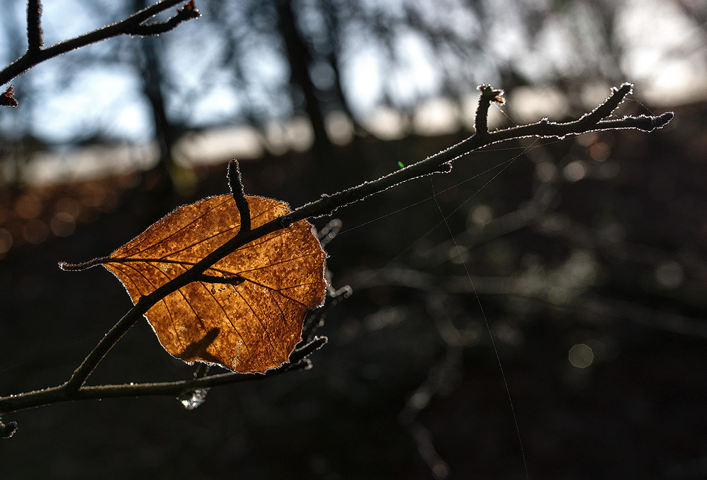 Export-über-PS-Blatt-16X_4997-1-Kopie.jpg