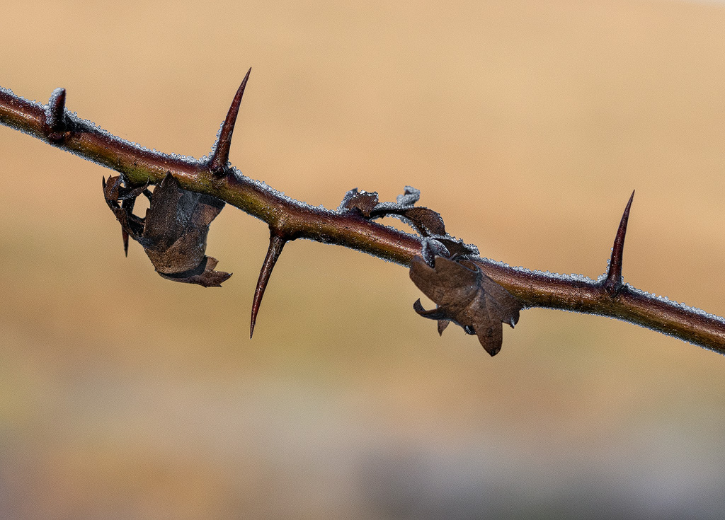 Nr-2-Baum-16X_5198-3-herkömmlich-bearbeitet-Kopie-2.jpg