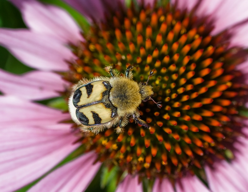 blume-Tiere-D35_4295-als-Smart-Objekt-1.jpg - Botanischer Garten in Wuppertal..