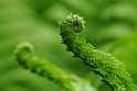 08.06.2010Blatt-Blume-D33_5809