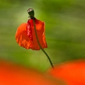 blume-D35_4241-als-Smart-Objekt-1