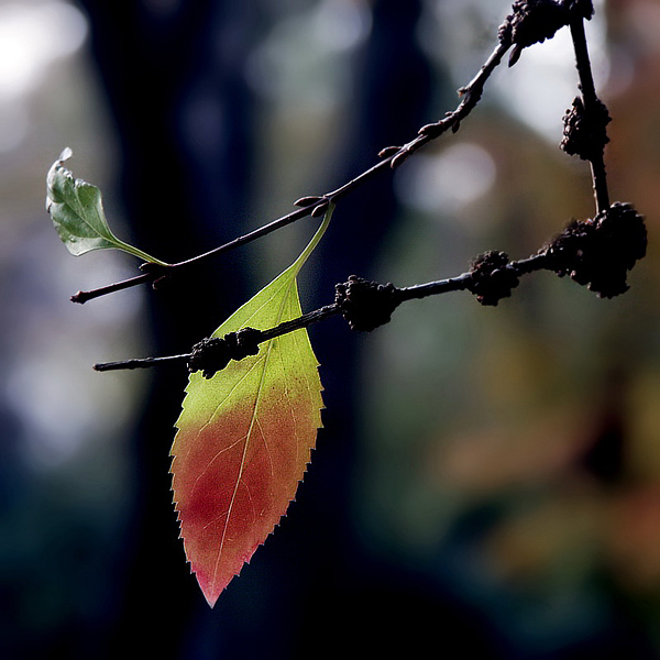 Blatt-PICT2067_Bildgröße-än.jpg