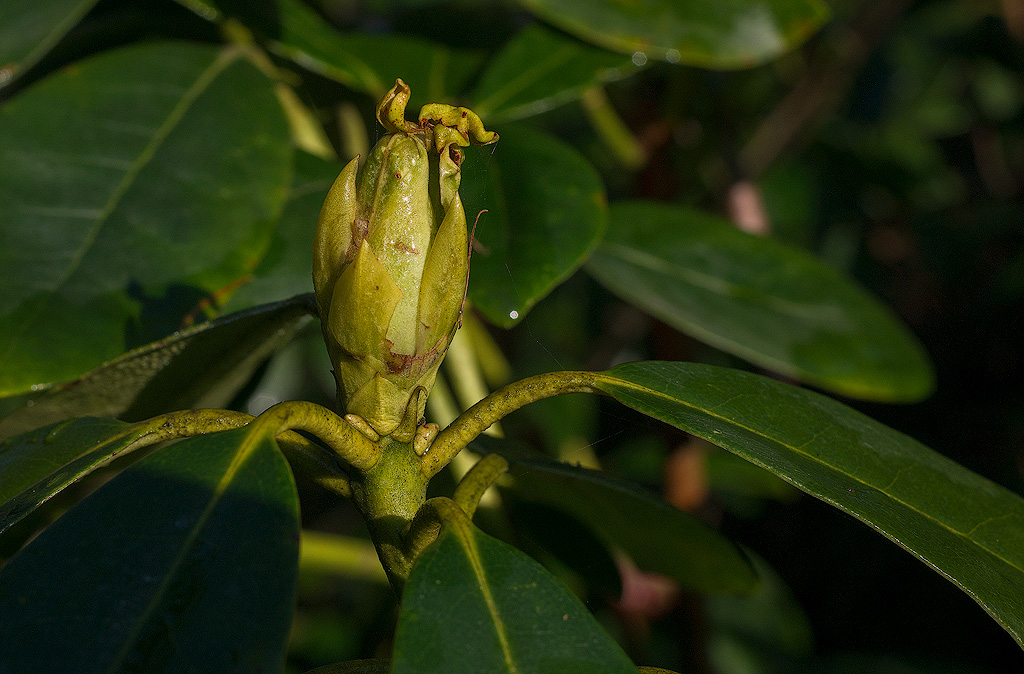 Blatt-SAM_0908-1-Kopie-2.jpg