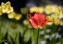 111Blume_DDB8141
