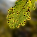 Blatt-16X_3696-1-Kopie-2