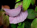 Blatt-16X_4036-1-Kopie