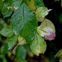 Blatt-16X_4041-1-Kopie