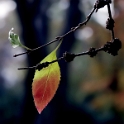 Blatt-PICT2067_Bildgröße-än