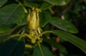 Blatt-SAM_0908-1-Kopie-2