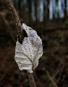 Blatt-SAM_1207-1-Kopie