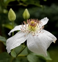 Blume-DSC_0523-(1)-1-Kopie