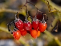 Blume-_DDC8301-1-Kopie