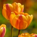 Blume_DDB8133-1-Wiederhergestellt-Kopie