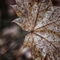 Nr-2-Blatt-16X_5258-1-Kopie-3