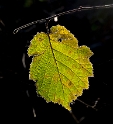 Winter-Blatt-16X_4969-1-Kopie-2