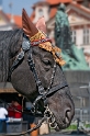 tiere-prag-D35_3985-als-Smart-Objekt-1