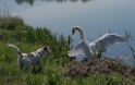 Rhein-04---2017-Rhein-04---201704210017-1-Kopie