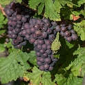 Elsass-09-(121)-1-Kopie