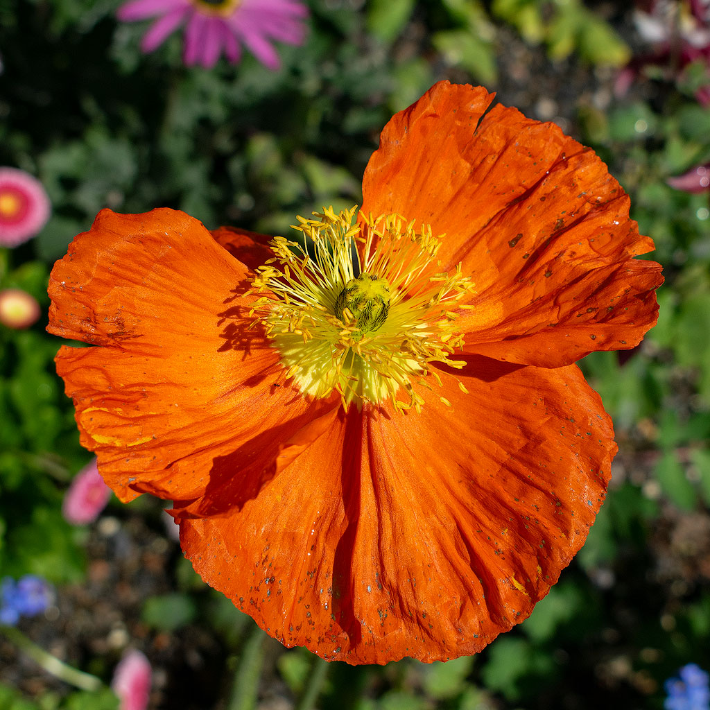 DSC_4000.jpg