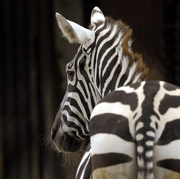 111Tiere-Zoo-Wuppertal_DDB4618.jpg - Zoo Wuppertal