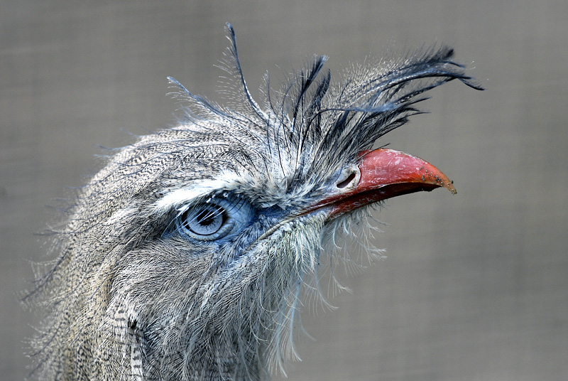 111Tiere-Zoo-Wuppertal_DDB6119.jpg