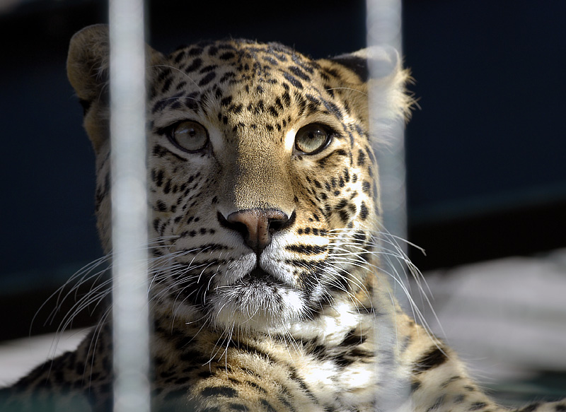 111Zoo-Wuppertal-Tiere_DDB7728.jpg