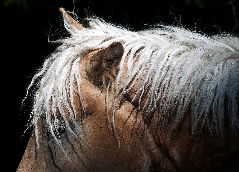 123D33_7709.jpg - Haflinger