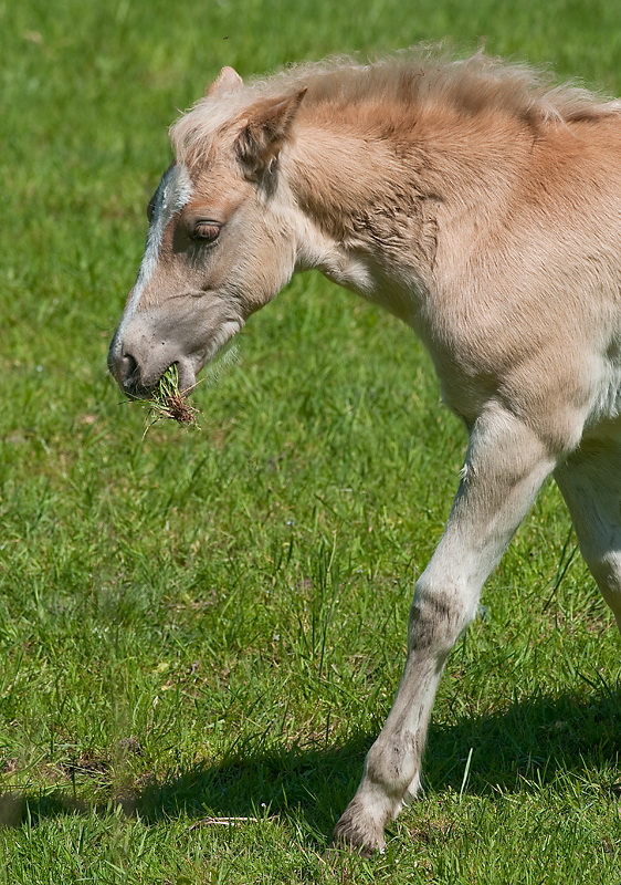 123Pferd-Tiere-D33_6975.jpg - Haflinger Folen