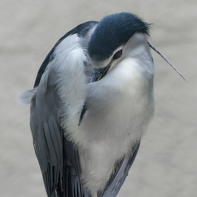 123Tiere-Tierpark-Solingen-D34_8217.jpg