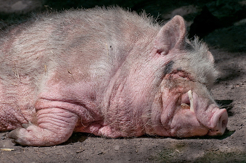 123Tiere-Tierpark-Solingen-D34_8307.jpg - Fauna Solingen