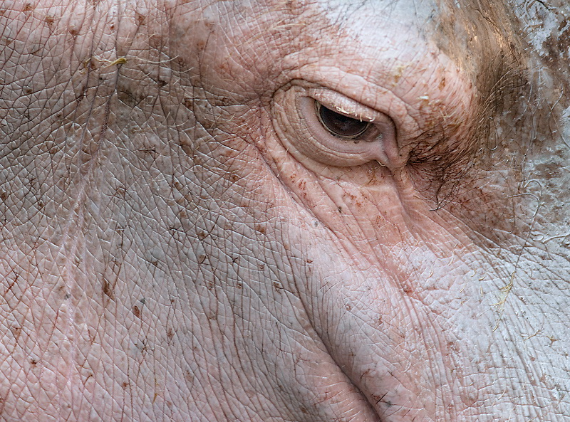 123Tiere-Zoom-Erlebniswelt-D33_6898.jpg - Zoom Erlebniswelt