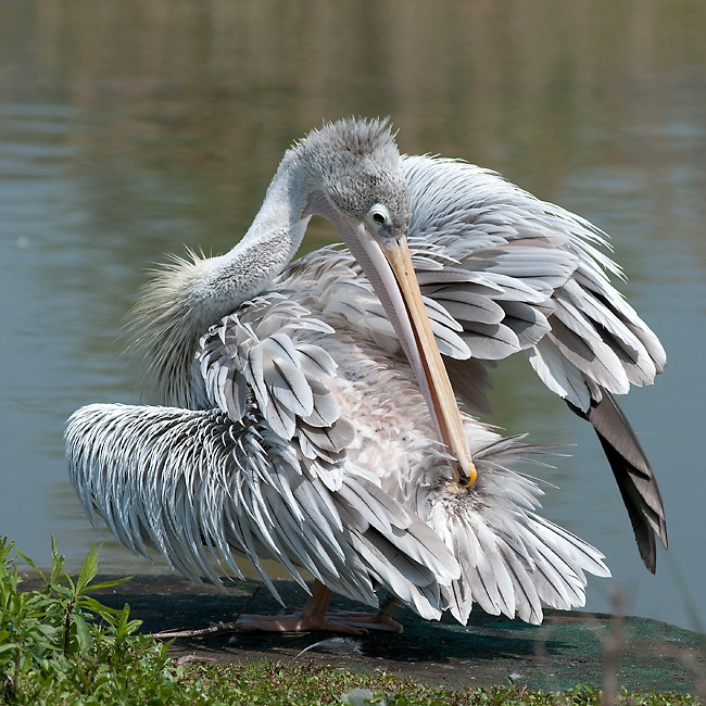 123Tiere-Zoom-Erlebniswelt-D33_6968.jpg - Zoom Erlebniswelt