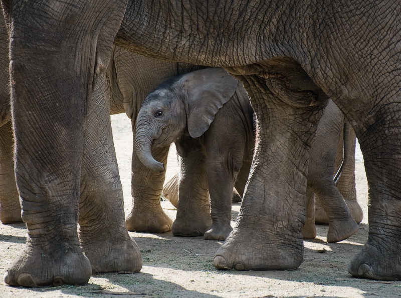 25.03.2011Tiere-elefant-D35_2639-als-Smart-Objekt-1.jpg - Zoo Wuppertal