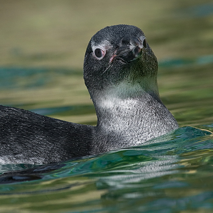 25.03.2011tiere-pinguin-D35_2463-als-Smart-Objekt-1.jpg - Zoo Wuppertal .