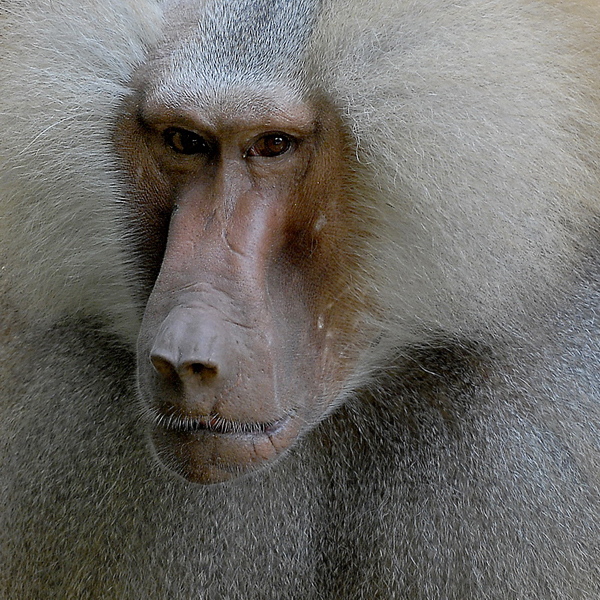 Tiere-Zoo-KÃ¶ln_DDB1878.jpg - Affenportait - Zoo Köln