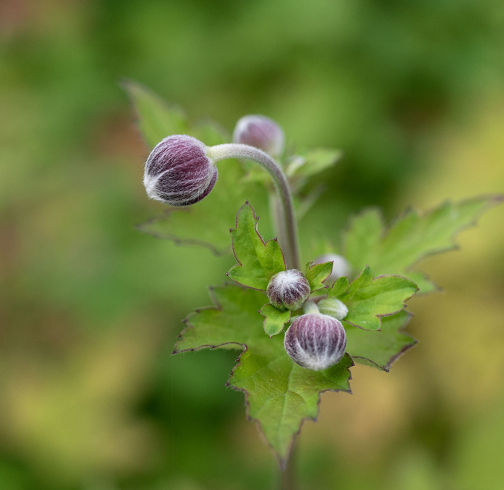 Blume18X_8105-1-Kopie.jpg