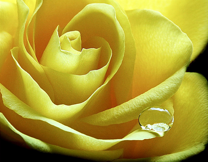 Rose-Tropfen-PICT7371.jpg
