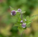 Blume18X_8105-1-Kopie