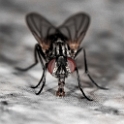 Fliege-Tiere-D31_2195-1-Kopie